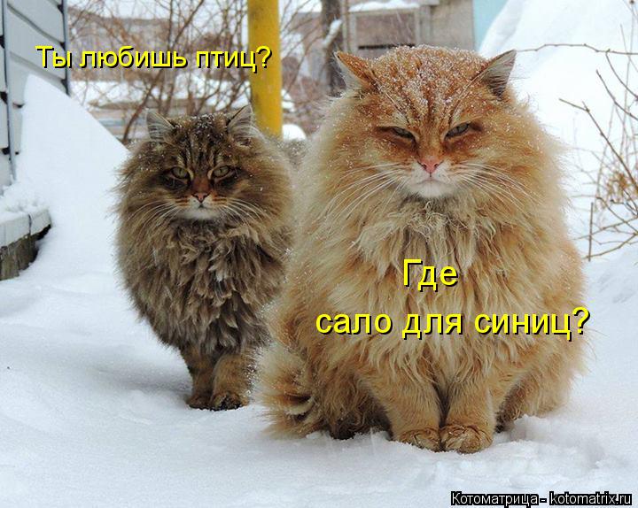 Ты любишь птиц? Где сало для синиц?... Котоматрица: Ты любишь птиц? Где сало для синиц?