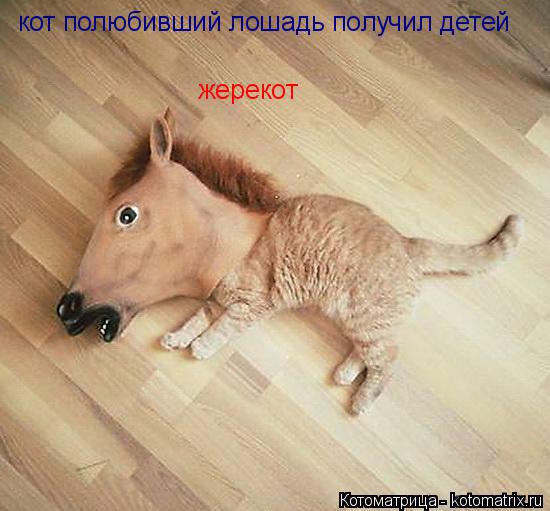 кот полюбивший лошадь получил детей жерекот... Котоматрица: кот полюбивший лошадь получил детей жерекот