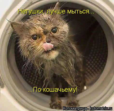 Котоматрица: Нетушки, лучше мыться... ...По кошачьему!