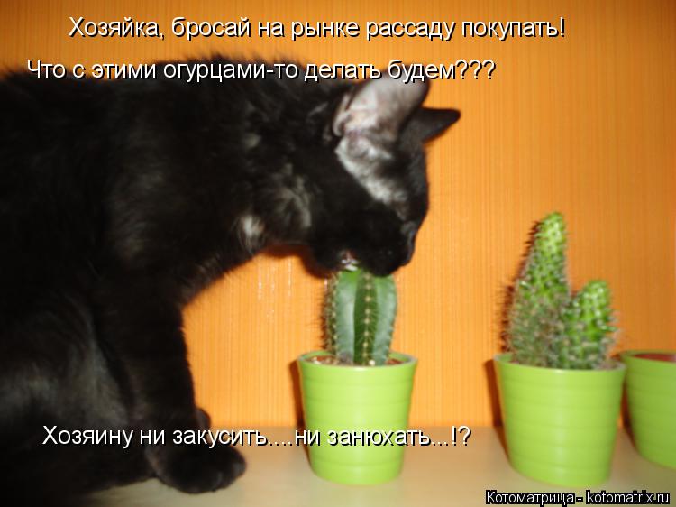 Котоматрица: Хозяйка, бросай на рынке рассаду покупать! Что с этими огурцами-то делать будем??? Хозяину ни закусить....ни занюхать...!?