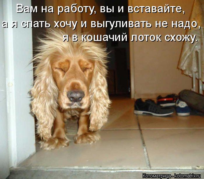 Котоматрица: Вам на работу, вы и вставайте, а я спать хочу и выгуливать не надо, я в кошачий лоток схожу.