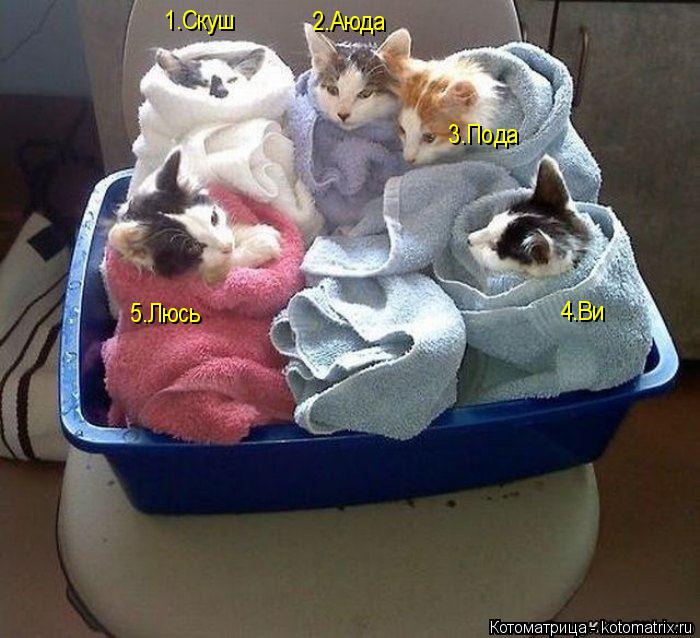 Котоматрица: 1.Скуш 2.Аюда 3.Пода 4.Ви 5.Люсь