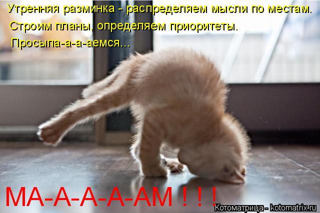 Утренняя разминка - распределяем мысли по местам. Строим планы, определяем приоритеты. Просыпа-а-а-а... Котоматрица: Утренняя разминка - распределяем мысли по местам. Строим планы, определяем приоритеты. Просыпа-а-а-аемся... МА-А- МА-А-А-А-АМ ! ! !