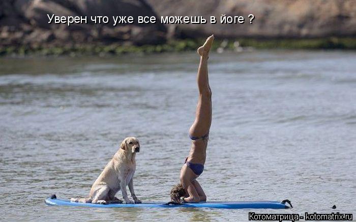 Котоматрица: Уверен что уже все можешь в йоге ?