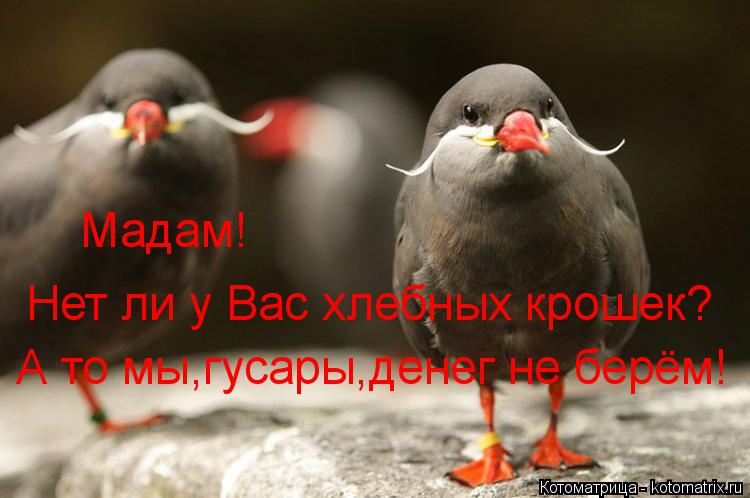 Котоматрица: Мадам! А то мы,гусары,денег не берём! Нет ли у Вас хлебных крошек?