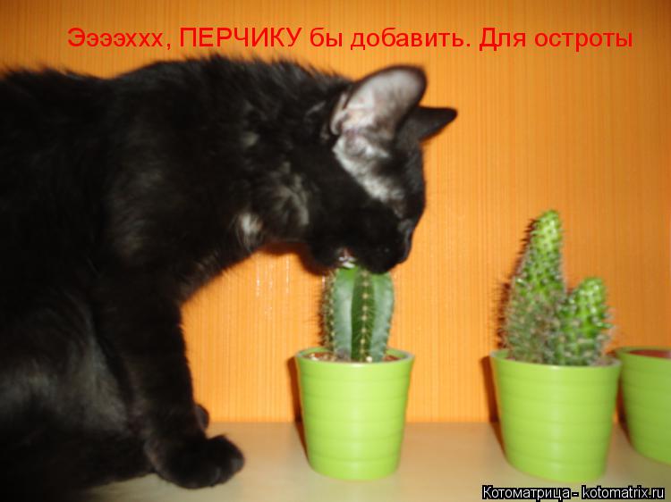 Котоматрица: Ээээххх, ПЕРЧИКУ бы добавить. Для остроты