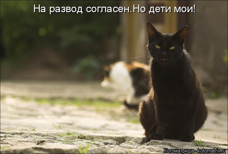 Котоматрица: На развод согласен.Но дети мои!