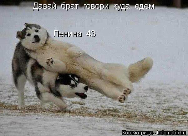 Давай брат говори куда едем Ленина 43... Котоматрица: Давай брат говори куда едем Ленина 43