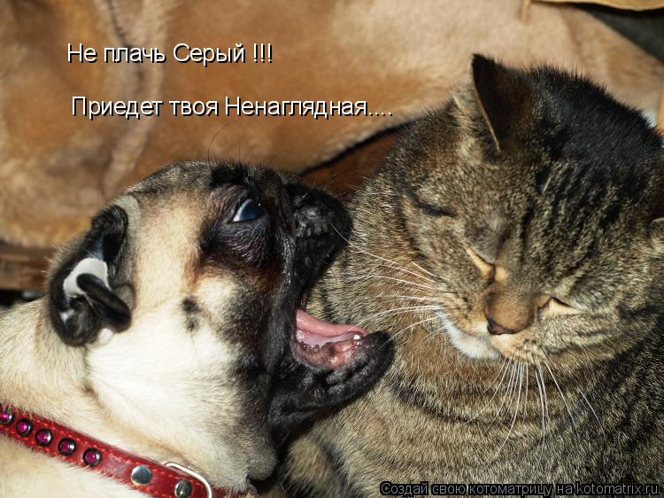 Не плачь Серый !!! Приедет твоя Ненаглядная....... Котоматрица: Не плачь Серый !!! Приедет твоя Ненаглядная....