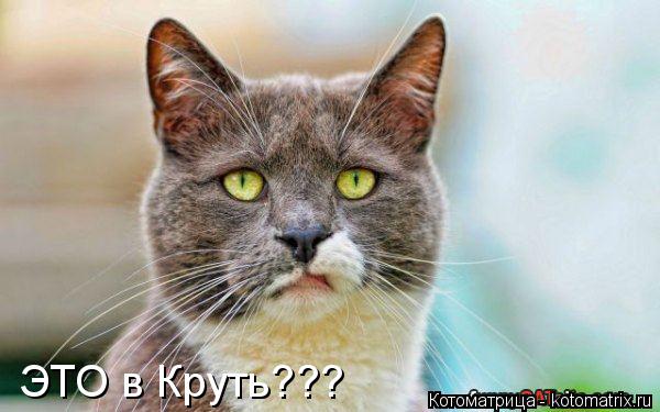 Котоматрица: ЭТО в Круть???