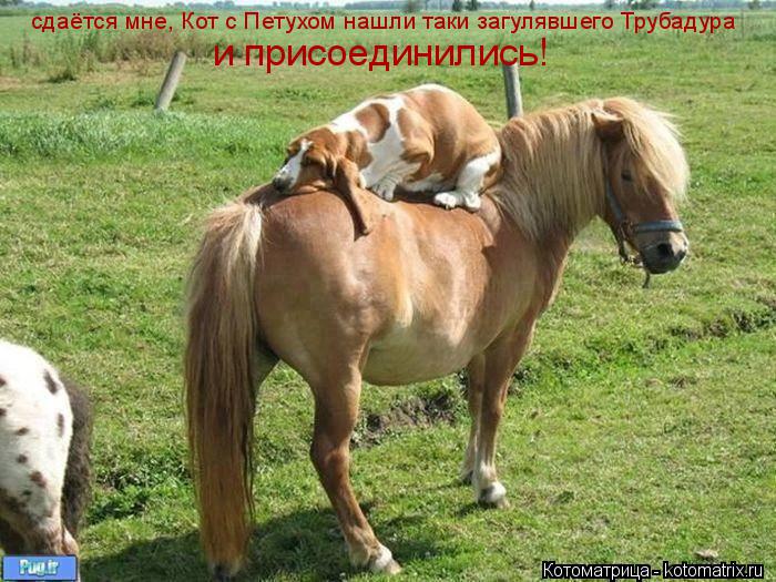 Котоматрица: сдаётся мне, Кот с Петухом нашли таки загулявшего Трубадура и присоединились!