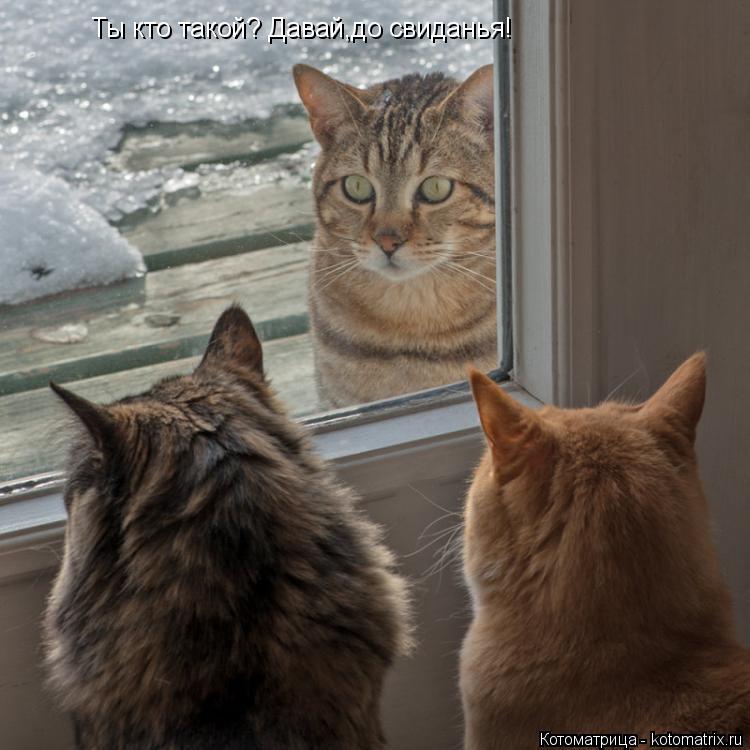 Ты кто такой? Давай,до свиданья!... Котоматрица: Ты кто такой? Давай,до свиданья!