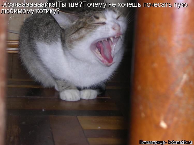 Котоматрица: -Хозяааааааайка!Ты где?Почему не хочешь почесать пузо любимому котику?
