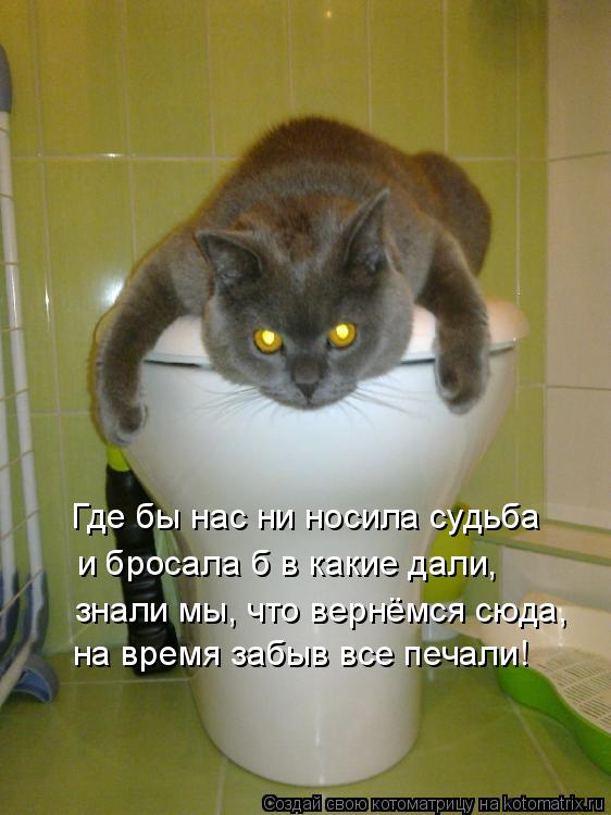 Котоматрица: Где бы нас ни носила судьба и бросала б в какие дали, знали мы, что вернёмся сюда, на время забыв все печали!