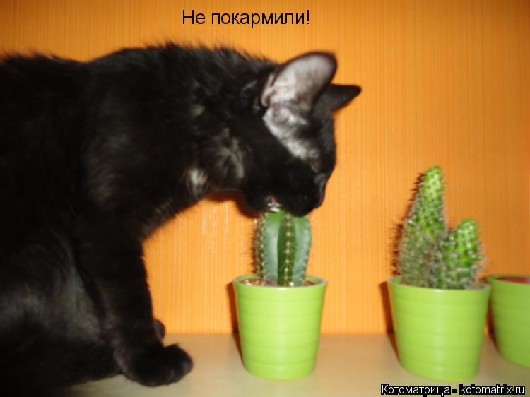 Котоматрица: Не покармили!