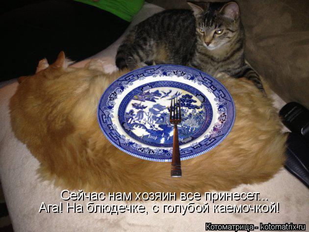 Котоматрица: Сейчас нам хозяин все принесет... Ага! На блюдечке, с голубой каемочкой!