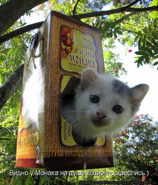 Видно у Монаха на душе кошки поскреблись:)... Котоматрица: Видно у Монаха на душе кошки поскреблись:)