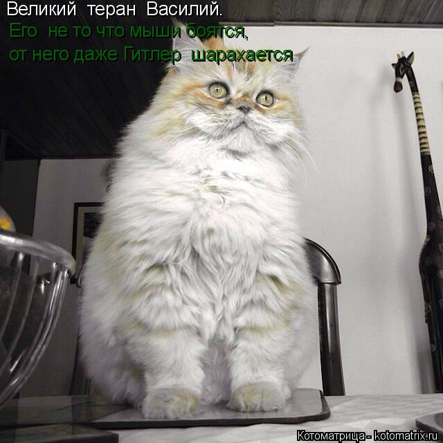 Великий теран Василий. Его не то что мыши боятся, от него даже Гитлер шарахается... Котоматрица: Великий теран Василий. Его не то что мыши боятся, от него даже Гитлер шарахается