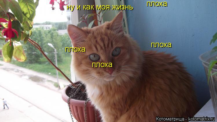 ну и как моя жизнь плоха плоха плоха плоха... Котоматрица: ну и как моя жизнь плоха плоха плоха плоха