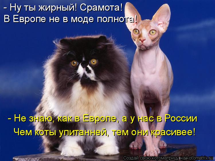 Котоматрица: - Не знаю, как в Европе, а у нас в России Чем коты упитанней, тем они красивее! - Ну ты жирный! Срамота! В Европе не в моде полнота!