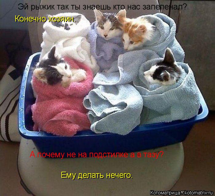 Эй рыжик так ты знаешь кто нас запеленал? Конечно хозяин. А почему не на подстилке а в тазу? Ему дела... Котоматрица: Эй рыжик так ты знаешь кто нас запеленал? Конечно хозяин. А почему не на подстилке а в тазу? Ему делать нечего.
