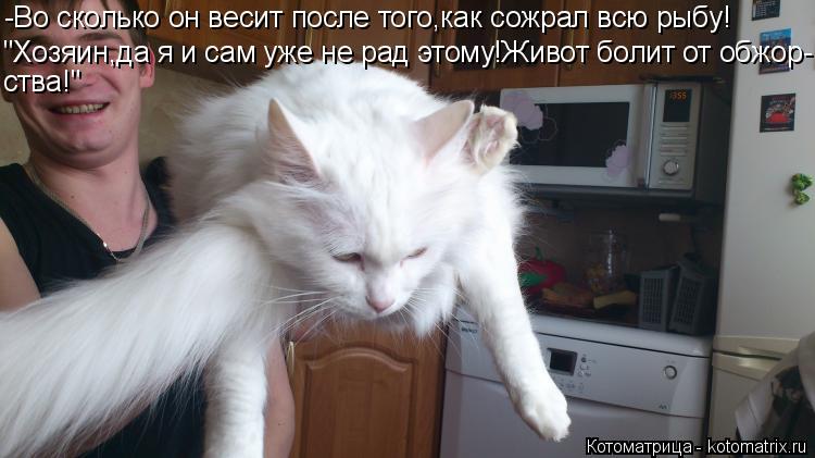 Котоматрица: -Во сколько он весит после того,как сожрал всю рыбу! "Хозяин,да я и сам уже не рад этому!Живот болит от обжор- ства!"