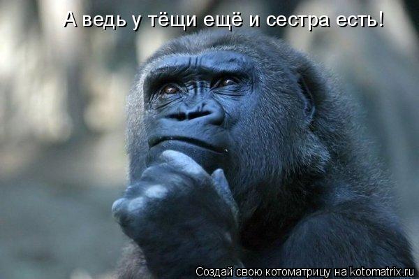 Котоматрица: А ведь у тёщи ещё и сестра есть!