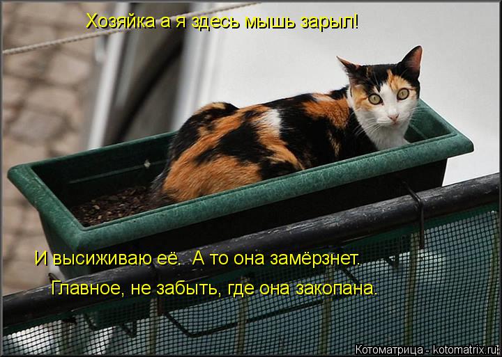 Хозяйка а я здесь мышь зарыл! И высиживаю её. А то она замёрзнет. Главное, не забыть, где она закопа... Котоматрица: Хозяйка а я здесь мышь зарыл! И высиживаю её. А то она замёрзнет. Главное, не забыть, где она закопана.