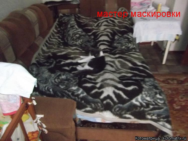 мастер маскировки... Котоматрица: мастер маскировки