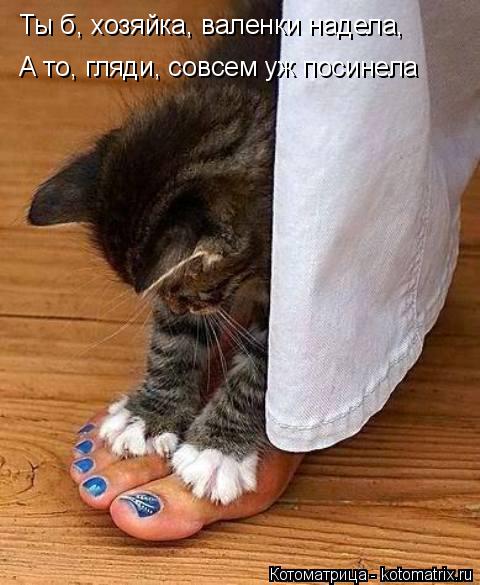 Котоматрица: Ты б, хозяйка, валенки надела, А то, гляди, совсем уж посинела