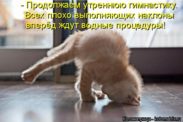Котоматрица: - Продолжаем утреннюю гимнастику.  Всех плохо выполняющих наклоны вперёд ждут водные процедуры!