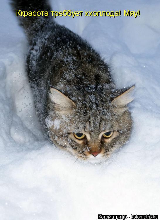 Котоматрица: Ккрасота треббует ххоллода! Мяу!