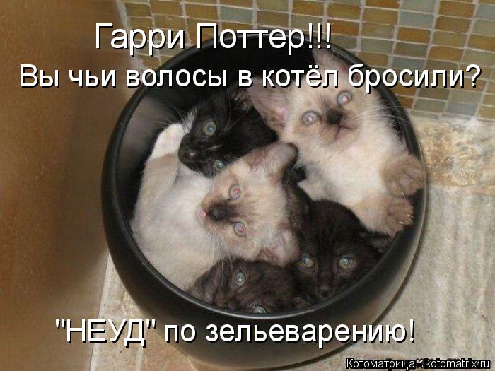 Гарри Поттер!!! Вы чьи волосы в котёл бросили? "НЕУД" по зельеварению!... Котоматрица: Гарри Поттер!!! Вы чьи волосы в котёл бросили? "НЕУД" по зельеварению!