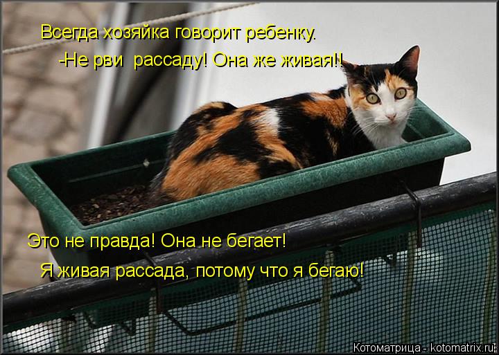 Всегда хозяйка говорит ребенку. -Не рви рассаду! Она же живая!! Это не правда! Она не бегает! Я жива... Котоматрица: Всегда хозяйка говорит ребенку. -Не рви рассаду! Она же живая!! Это не правда! Она не бегает! Я живая рассада, потому что я бегаю!