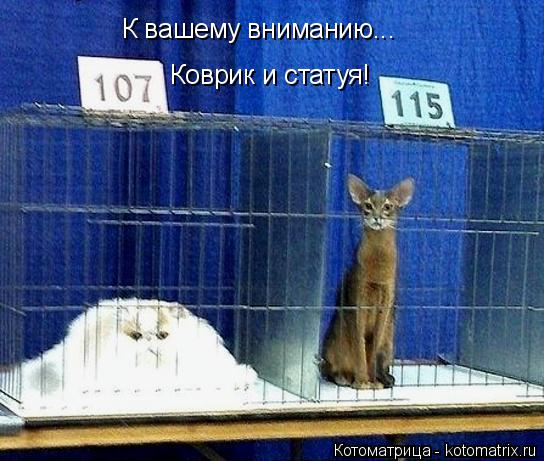 Котоматрица: К вашему вниманию... Коврик и статуя!