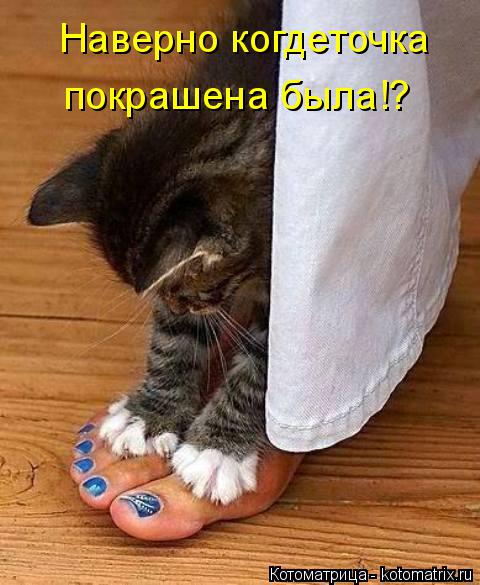 Котоматрица: Наверно когдеточка  покрашена была!?