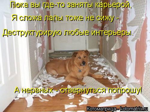 Пока вы где-то заняты карьерой, Я сложа лапы тоже не сижу - Деструктурирую любые интерьеры. А нервных... Котоматрица: Пока вы где-то заняты карьерой, Я сложа лапы тоже не сижу - Деструктурирую любые интерьеры. А нервных - отвернуться попрошу!
