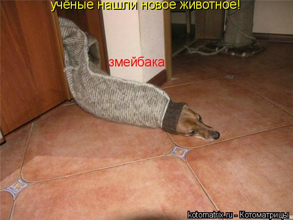 учёные нашли новое животное! змейбака... Котоматрица: учёные нашли новое животное! змейбака