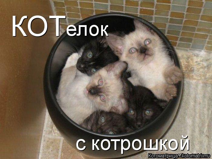 КОТ елок с котрошкой... Котоматрица: КОТ елок с котрошкой