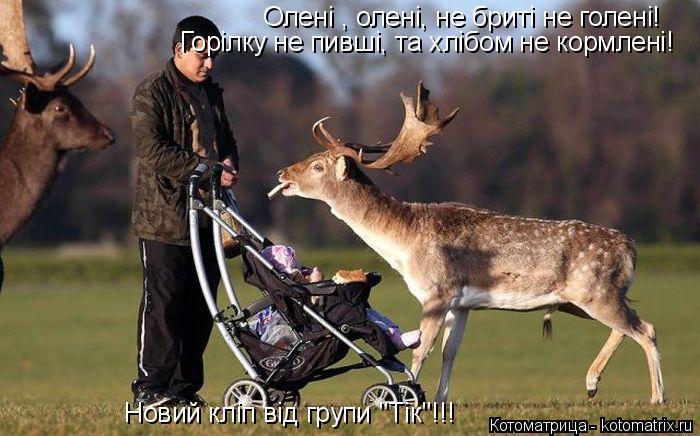Котоматрица: Олені , олені, не бриті не голені! Горілку не пивші, та хлібом не кормлені! Новий кліп від групи "Тік"!!!