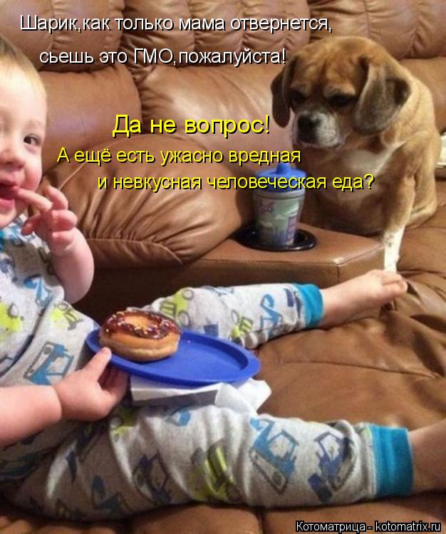 Котоматрица: Шарик,как только мама отвернется, сьешь это ГМО,пожалуйста! Да не вопрос! А ещё есть ужасно вредная и невкусная человеческая еда?