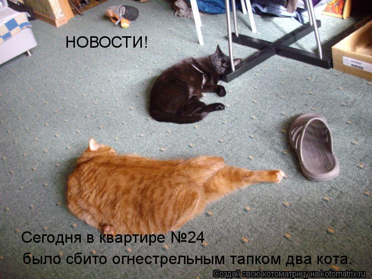 НОВОСТИ! Сегодня в квартире №24 было сбито огнестрельным тапком два кота.... Котоматрица: НОВОСТИ! Сегодня в квартире №24 было сбито огнестрельным тапком два кота.