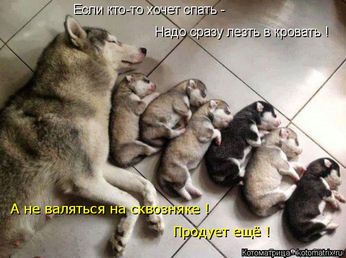 Если кто-то хочет спать - Надо сразу лезть в кровать ! А не валяться на сквозняке ! Продует ещё !... Котоматрица: Если кто-то хочет спать - Надо сразу лезть в кровать ! А не валяться на сквозняке ! Продует ещё !
