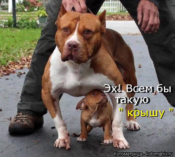 Эх! Всем бы Эх! Всем бы такую такую " крышу ".... Котоматрица: Эх! Всем бы Эх! Всем бы такую такую " крышу ".