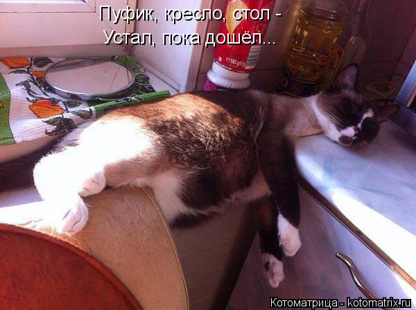 Котоматрица: Пуфик, кресло, стол - Устал, пока дошёл...