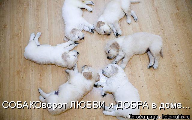 Котоматрица: СОБАКОворот ЛЮБВИ и ДОБРА в доме...