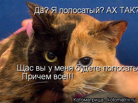 Да? Я полосатый? АХ ТАК? Щас вы у меня будете полосатые!!! Причем все!!!... Котоматрица: Да? Я полосатый? АХ ТАК? Щас вы у меня будете полосатые!!! Причем все!!!