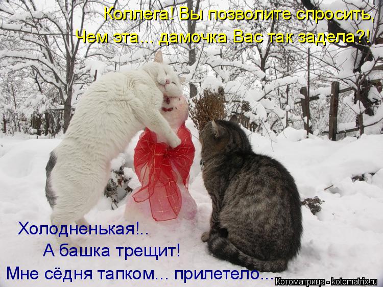 Котоматрица: Коллега! Вы позволите спросить, Чем эта... дамочка Вас так задела?! Холодненькая!.. А башка трещит! Мне сёдня тапком... прилетело...