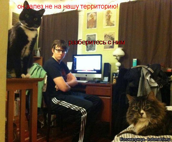 Котоматрица: он залез не на нашу территорию!  разберитесь с ним разберитесь с ним
