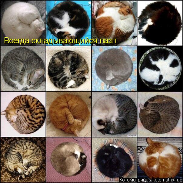Котоматрица: Всегда складывающийся пазл